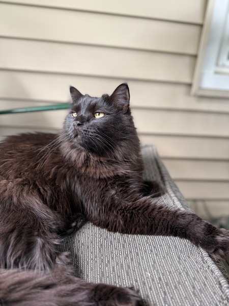 Entry image for Major Tom. Clicking this image will show a larger photo