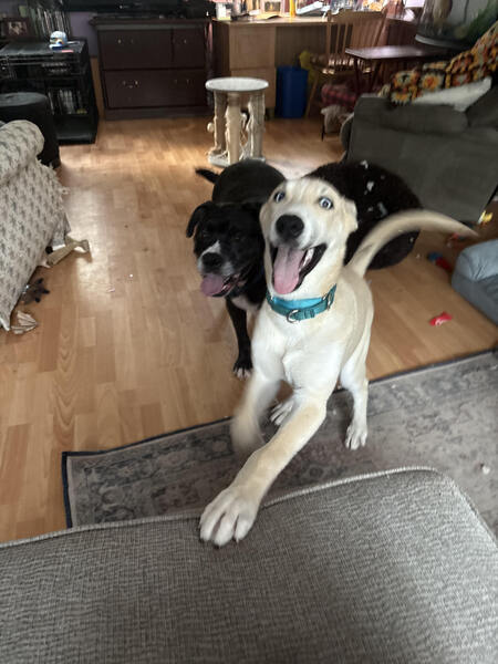 Entry image for Shadow and Frankie. Clicking this image will show a larger photo