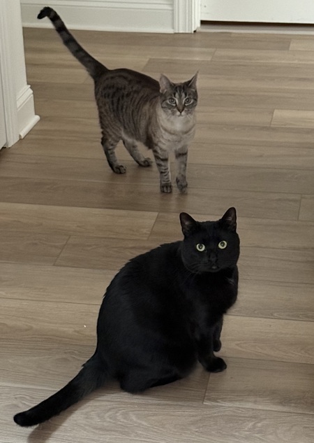 Entry image for Midnight and Twilight. Clicking this image will show a larger photo