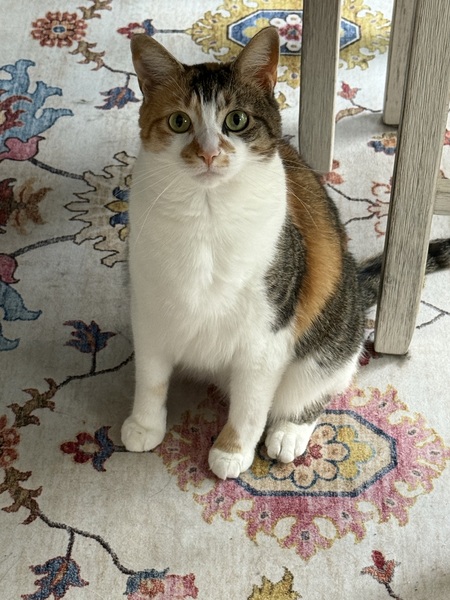 Entry image for Cali. Clicking this image will show a larger photo