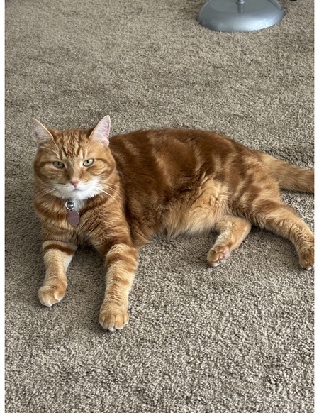 Entry image for Poinsettia. Clicking this image will show a larger photo