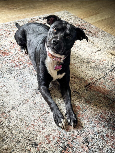 Entry image for Layla. Clicking this image will show a larger photo