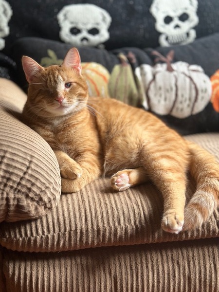 Entry image for Mr. Yams. Clicking this image will show a larger photo