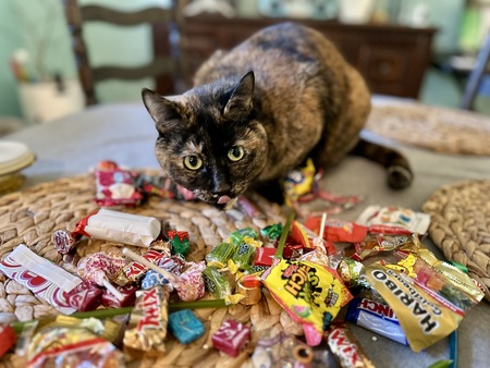 Entry image for Scute. Clicking this image will show a larger photo