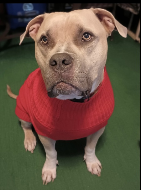 Entry image for Capone. Clicking this image will show a larger photo