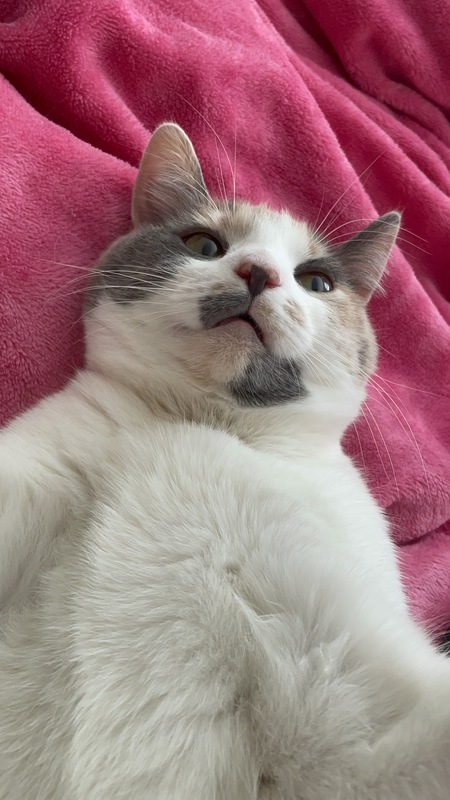 Entry image for Ava. Clicking this image will show a larger photo