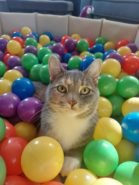 Entry image for Minnie Meow. Clicking this image will show a larger photo