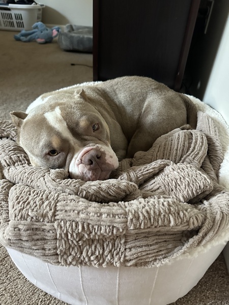 Entry image for Pumpkin. Clicking this image will show a larger photo