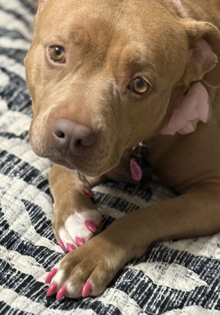 Entry image for Rosie. Clicking this image will show a larger photo