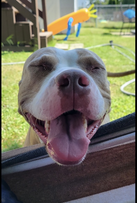 Entry image for Hazel. Clicking this image will show a larger photo