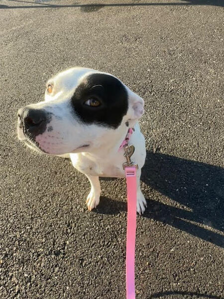 Entry image for Roxie. Clicking this image will show a larger photo