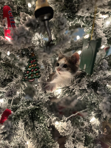 Entry image for Padme. Clicking this image will show a larger photo