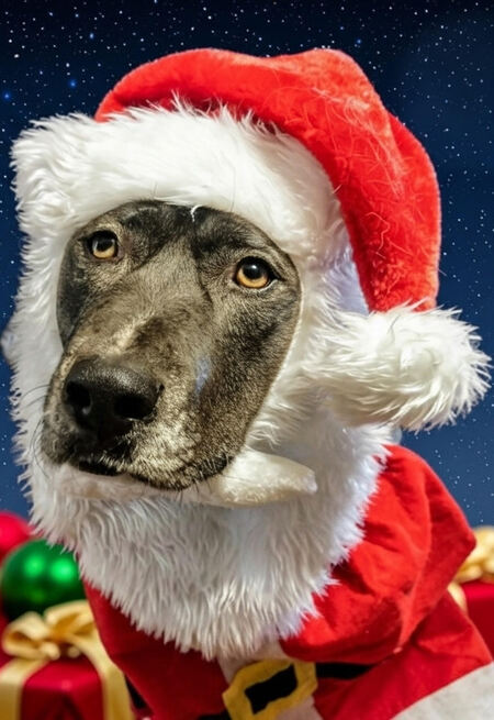 Entry image for Thor. Clicking this image will show a larger photo