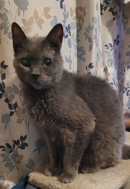 Entry image for Shadow. Clicking this image will show a larger photo