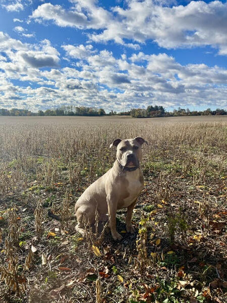 Entry image for Jasper. Clicking this image will show a larger photo