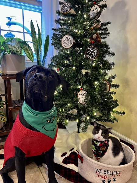 Entry image for Obi and Finn. Clicking this image will show a larger photo