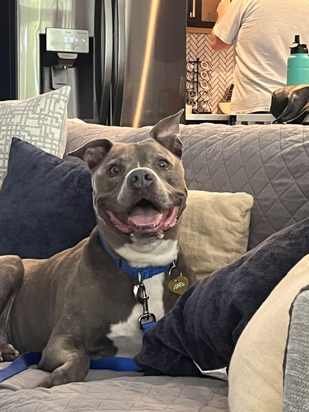 Entry image for Ace. Clicking this image will show a larger photo