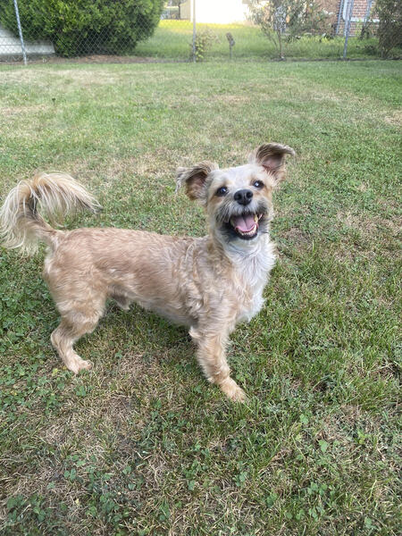 Entry image for Buster. Clicking this image will show a larger photo