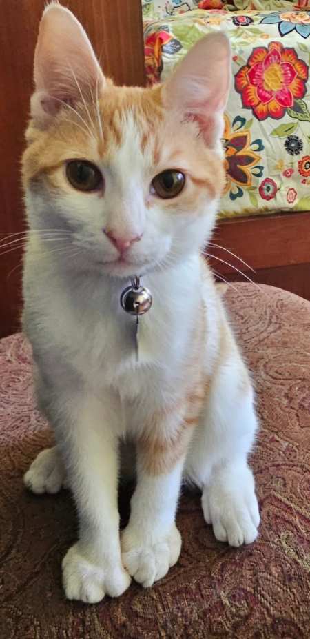 Entry image for Pickles. Clicking this image will show a larger photo