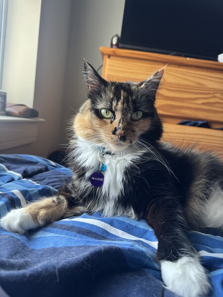 Entry image for Maggie. Clicking this image will show a larger photo