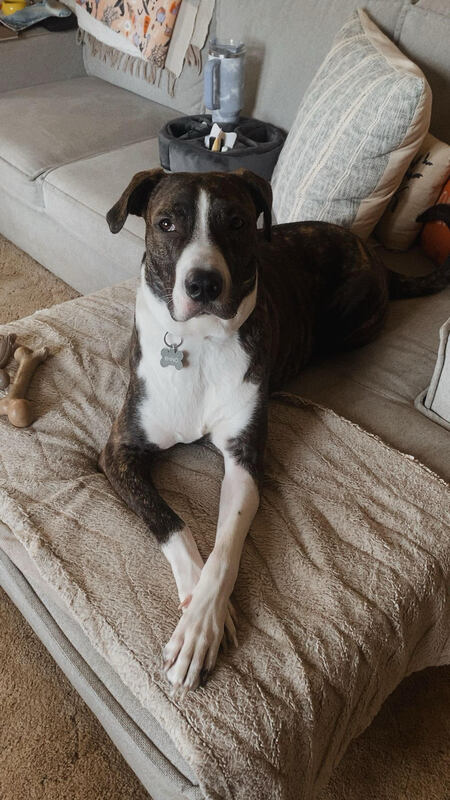 Entry image for Rhino. Clicking this image will show a larger photo