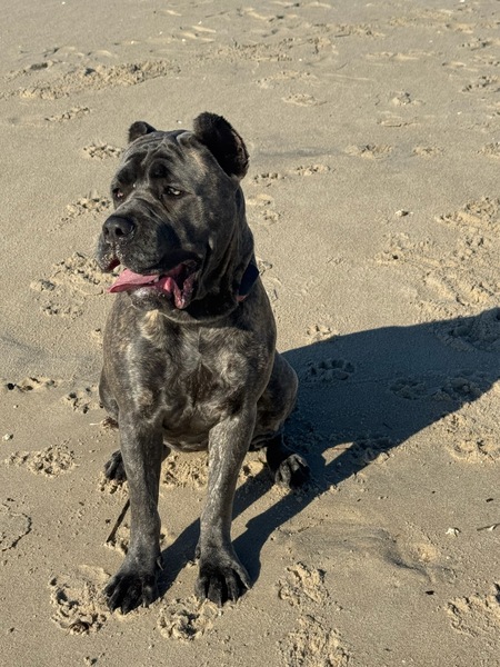 Entry image for Hazel. Clicking this image will show a larger photo