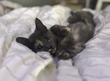 Entry image for Ivy. Clicking this image will show a larger photo