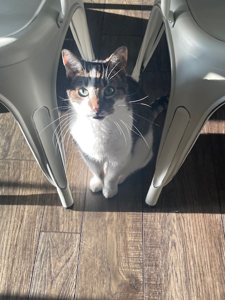 Entry image for Arson. Clicking this image will show a larger photo