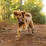 Entry image for JAMESON