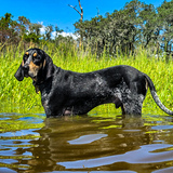 Entry image for Milo 