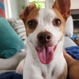 Entry image for Louie