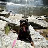 Entry image for Harley