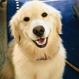 Entry image for Riley 