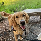 Entry image for OLIVER