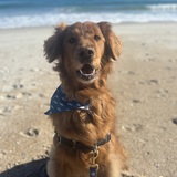 Entry image for Moose