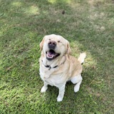 Entry image for RHETT