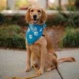 Entry image for HONEY