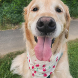 Entry image for Bosh