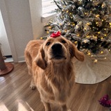 Entry image for Bubba