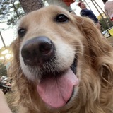 Entry image for BRIAR