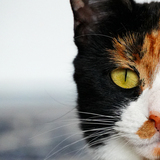 Entry image for Craigella