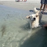 Entry image for Nilla