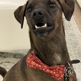 Entry image for Alfie