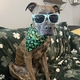 Entry image for Clover