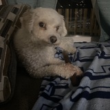 Entry image for Noodle 