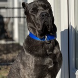 Entry image for Dallas