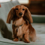 Entry image for Annie