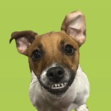 Entry image for CrackerJack