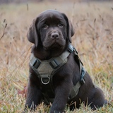 Entry image for Hollis