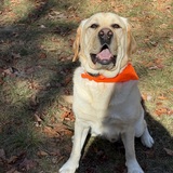 Entry image for Bogie 